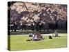 Cherry Blossoms and Trees in the Quad, University of Washington, Seattle, Washington, USA-Connie Ricca-Stretched Canvas