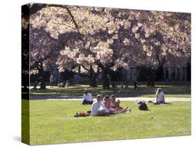 Cherry Blossoms and Trees in the Quad, University of Washington, Seattle, Washington, USA-Connie Ricca-Stretched Canvas