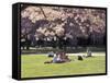 Cherry Blossoms and Trees in the Quad, University of Washington, Seattle, Washington, USA-Connie Ricca-Framed Stretched Canvas