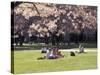 Cherry Blossoms and Trees in the Quad, University of Washington, Seattle, Washington, USA-Connie Ricca-Stretched Canvas