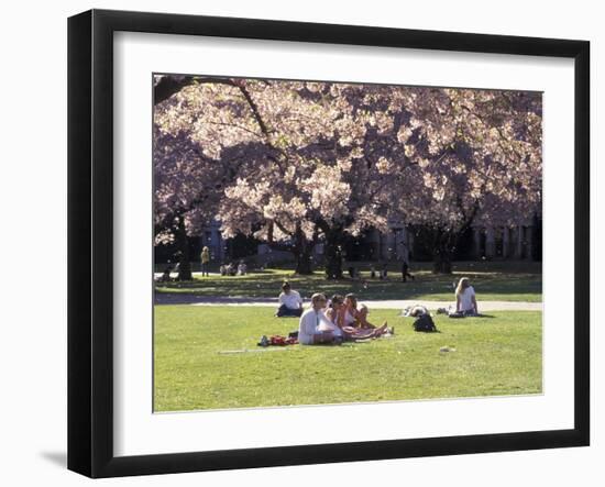 Cherry Blossoms and Trees in the Quad, University of Washington, Seattle, Washington, USA-Connie Ricca-Framed Premium Photographic Print