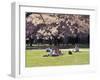 Cherry Blossoms and Trees in the Quad, University of Washington, Seattle, Washington, USA-Connie Ricca-Framed Premium Photographic Print