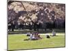 Cherry Blossoms and Trees in the Quad, University of Washington, Seattle, Washington, USA-Connie Ricca-Mounted Premium Photographic Print