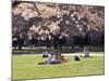 Cherry Blossoms and Trees in the Quad, University of Washington, Seattle, Washington, USA-Connie Ricca-Mounted Photographic Print