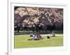 Cherry Blossoms and Trees in the Quad, University of Washington, Seattle, Washington, USA-Connie Ricca-Framed Photographic Print