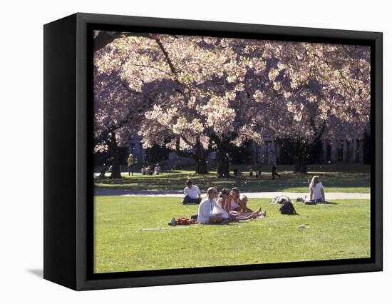 Cherry Blossoms and Trees in the Quad, University of Washington, Seattle, Washington, USA-Connie Ricca-Framed Stretched Canvas