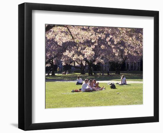 Cherry Blossoms and Trees in the Quad, University of Washington, Seattle, Washington, USA-Connie Ricca-Framed Photographic Print