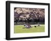 Cherry Blossoms and Trees in the Quad, University of Washington, Seattle, Washington, USA-Connie Ricca-Framed Photographic Print