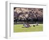 Cherry Blossoms and Trees in the Quad, University of Washington, Seattle, Washington, USA-Connie Ricca-Framed Photographic Print