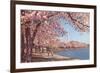 Cherry Blossoms and Washington Monument, Washington, D.C.-null-Framed Premium Giclee Print