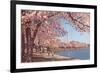 Cherry Blossoms and Washington Monument, Washington, D.C.-null-Framed Premium Giclee Print