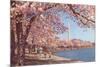 Cherry Blossoms and Washington Monument, Washington, D.C.-null-Mounted Premium Giclee Print