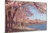 Cherry Blossoms and Washington Monument, Washington, D.C.-null-Mounted Art Print