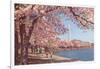 Cherry Blossoms and Washington Monument, Washington, D.C.-null-Framed Art Print