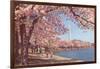 Cherry Blossoms and Washington Monument, Washington, D.C.-null-Framed Art Print