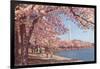 Cherry Blossoms and Washington Monument, Washington, D.C.-null-Framed Art Print