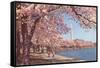 Cherry Blossoms and Washington Monument, Washington, D.C.-null-Framed Stretched Canvas