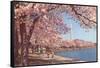 Cherry Blossoms and Washington Monument, Washington, D.C.-null-Framed Stretched Canvas