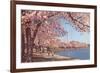 Cherry Blossoms and Washington Monument, Washington, D.C.-null-Framed Art Print