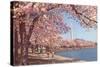 Cherry Blossoms and Washington Monument, Washington, D.C.-null-Stretched Canvas