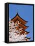 Cherry Blossoms at Itsukushima Jinja Shrine-Rudy Sulgan-Framed Stretched Canvas