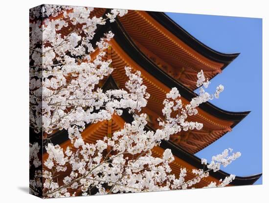 Cherry Blossoms at Itsukushima Jinja Shrine-Rudy Sulgan-Stretched Canvas