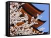 Cherry Blossoms at Itsukushima Jinja Shrine-Rudy Sulgan-Framed Stretched Canvas