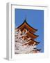 Cherry Blossoms at Itsukushima Jinja Shrine-Rudy Sulgan-Framed Photographic Print