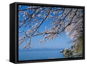 Cherry Blossoms at Lake Biwa-null-Framed Stretched Canvas