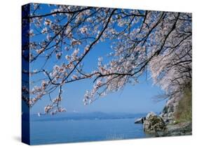 Cherry Blossoms at Lake Biwa-null-Stretched Canvas