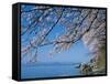 Cherry Blossoms at Lake Biwa-null-Framed Stretched Canvas