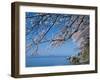 Cherry Blossoms at Lake Biwa-null-Framed Premium Photographic Print