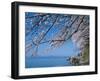 Cherry Blossoms at Lake Biwa-null-Framed Premium Photographic Print