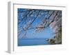 Cherry Blossoms at Lake Biwa-null-Framed Premium Photographic Print