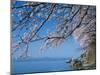 Cherry Blossoms at Lake Biwa-null-Mounted Premium Photographic Print