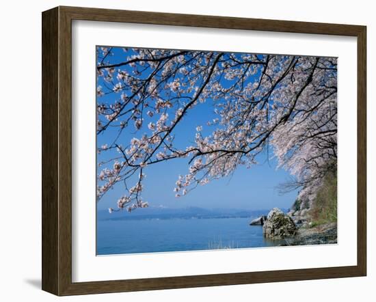 Cherry Blossoms at Lake Biwa-null-Framed Photographic Print