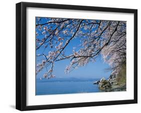 Cherry Blossoms at Lake Biwa-null-Framed Photographic Print