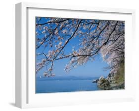 Cherry Blossoms at Lake Biwa-null-Framed Photographic Print