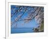 Cherry Blossoms at Lake Biwa-null-Framed Photographic Print