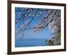 Cherry Blossoms at Lake Biwa-null-Framed Photographic Print