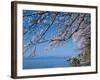 Cherry Blossoms at Lake Biwa-null-Framed Photographic Print