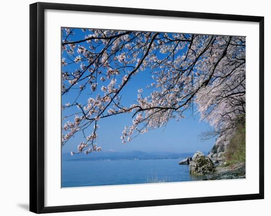 Cherry Blossoms at Lake Biwa-null-Framed Photographic Print