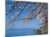 Cherry Blossoms at Lake Biwa-null-Mounted Photographic Print