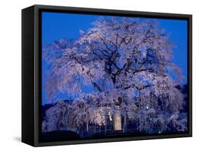 Cherry Blossoms at Night-null-Framed Stretched Canvas