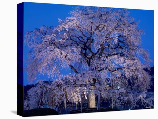 Cherry Blossoms at Night-null-Stretched Canvas