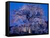 Cherry Blossoms at Night-null-Framed Stretched Canvas