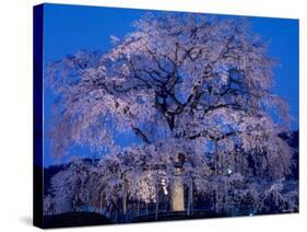 Cherry Blossoms at Night-null-Stretched Canvas
