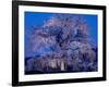 Cherry Blossoms at Night-null-Framed Photographic Print