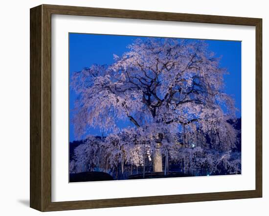 Cherry Blossoms at Night-null-Framed Photographic Print