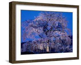 Cherry Blossoms at Night-null-Framed Photographic Print
